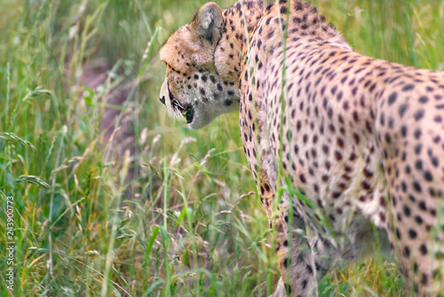 Cheetah, Acinonyx jubatus is a large cat of the subfamily Felinae photo