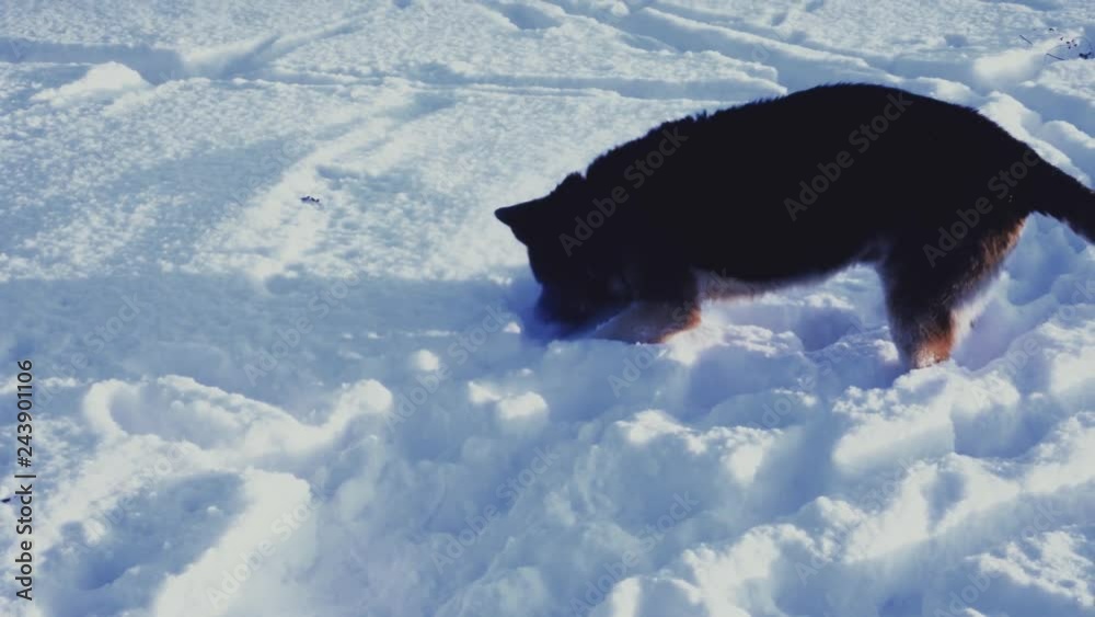 adult German shepherd looking for traces under the snow adult German shepherd looking for traces under the snow