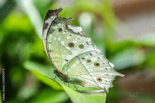 Protogoniomorpha parhassus photo