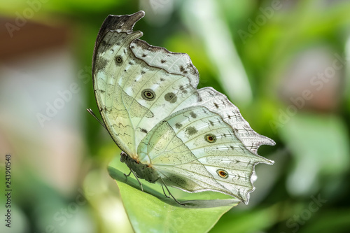 Protogoniomorpha parhassus