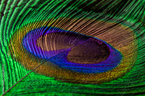peacock feather © Богдан Байкин
