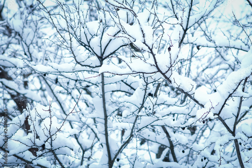 Obraz premium beautiful trees in winter on nature in the park background