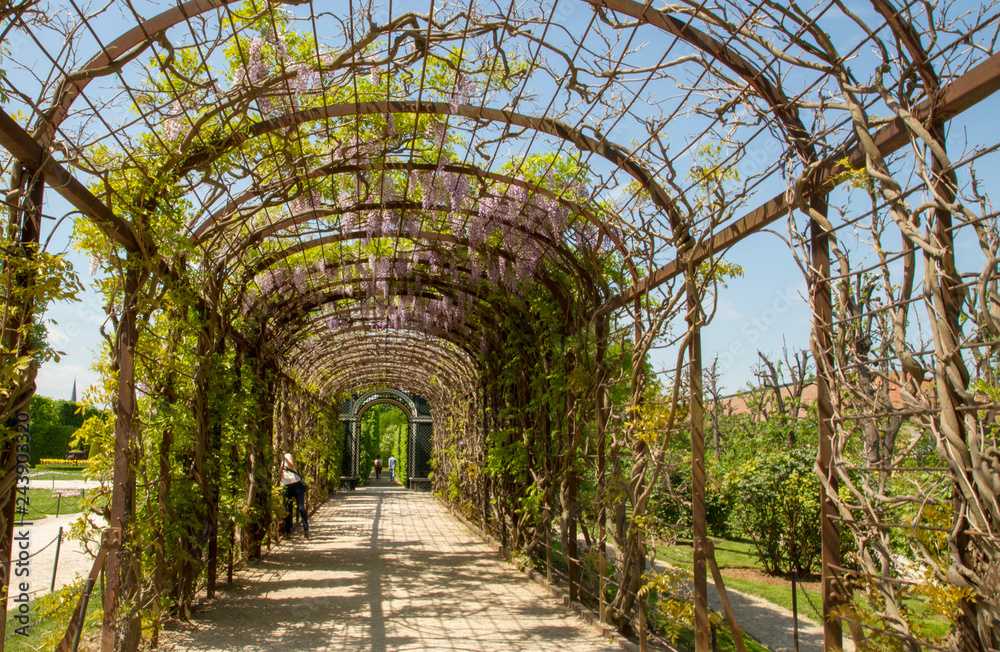 Beautiful pergola with green leaves and covering vines in Hietzing Vienna Austria Beautiful pergola with green leaves and covering vines in Hietzing Vienna Austria