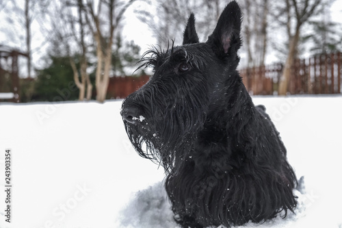 black dog on white snow on Christmas day