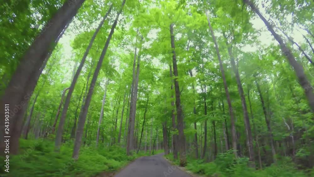 157 Deep forest tall trees drive time lapse