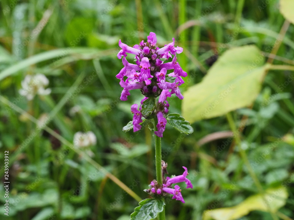violett blühende Blume auf Alpenwiese violett blühende Blume auf Alpenwiese