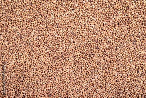 Organic Dried coriander seeds closeup background texture