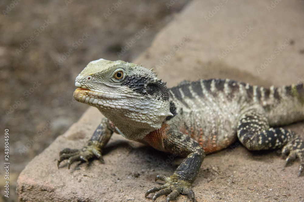 Fototapeta premium Eidechse in einem Aquarium in Neuseeland