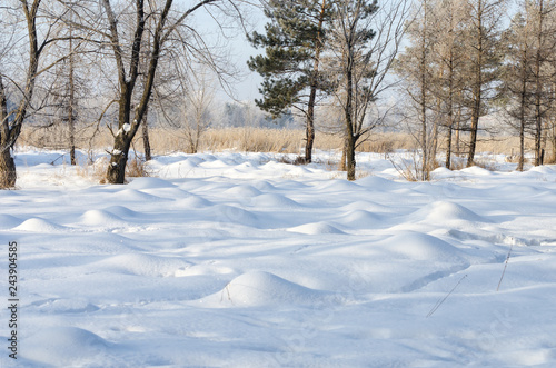 Winter in the forest © Viktor