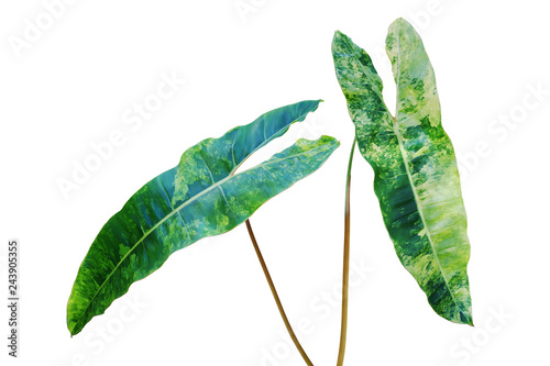 Variegated Foliage Leaves of Philodendron Plant Isolated on White Background