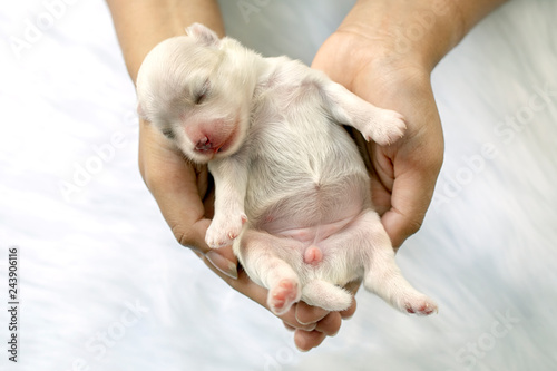 Close-up of a Newborn maltese puppy. Beautiful dog color white. 4 day old. Puppy on Furry white carpets. dog on hand. Hound on hands forming a heart shape. Hand on white background. Selective focus.