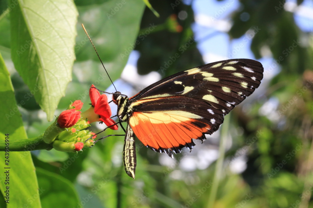 Fototapeta premium Butterfly insect