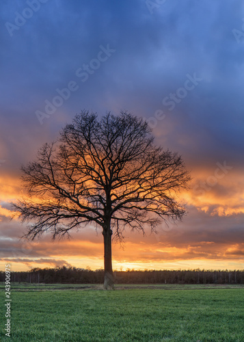 Countryside landscape with a beautiful tree and colorful sunset, Weelde, Flanders, Belgium