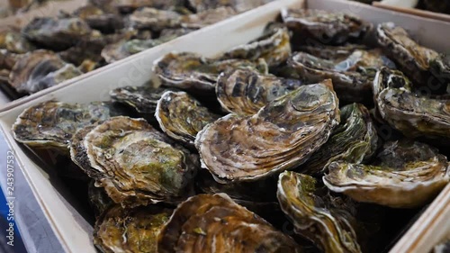 Fresh oysters in the fish market