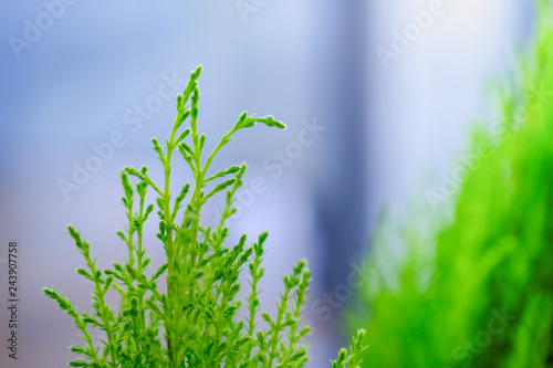 Close up of green and leaf bush under sunlight. Nature background concept.