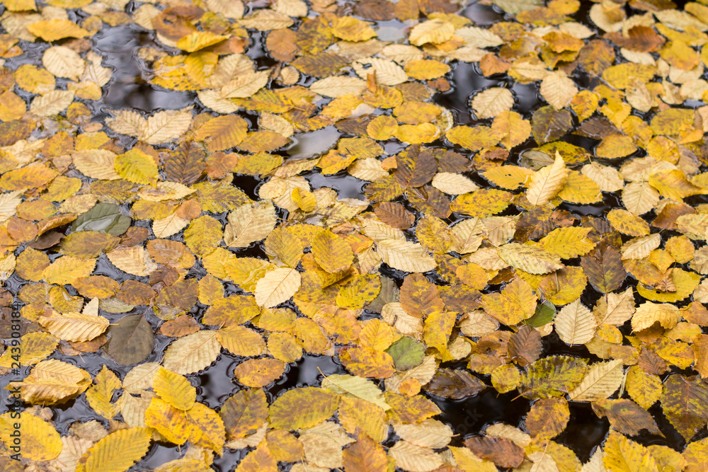 Autumn Leaves