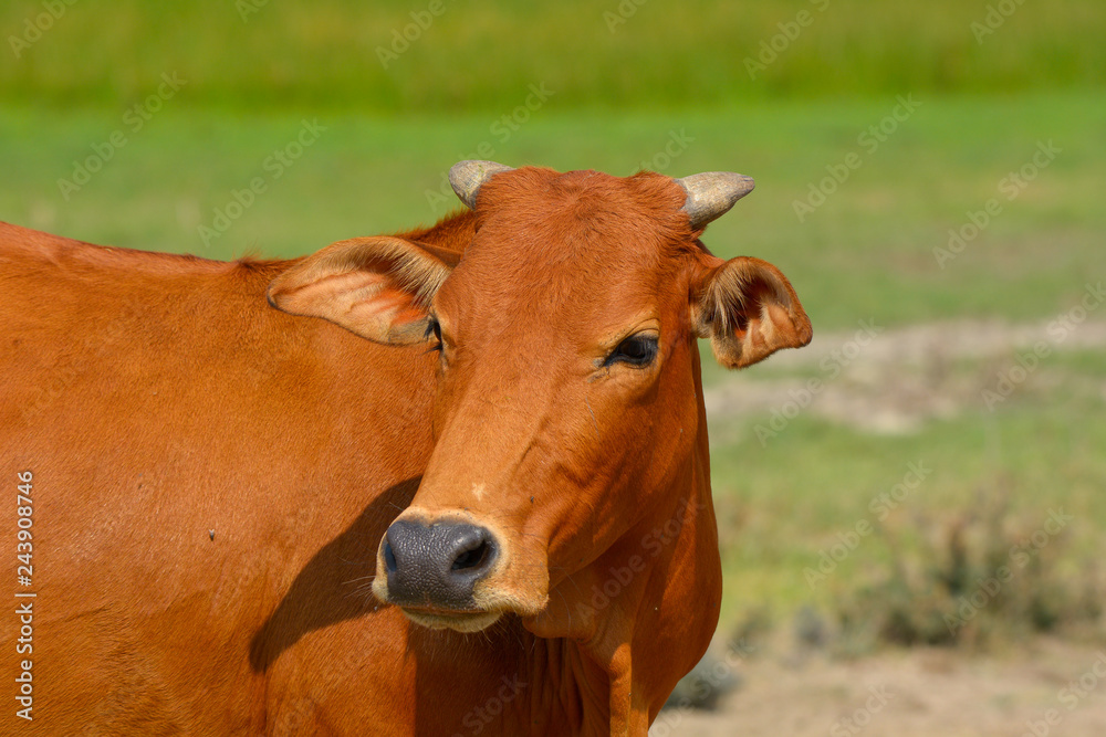 Head shot of brown cow in the sunny day Head shot of brown cow in the sunny day