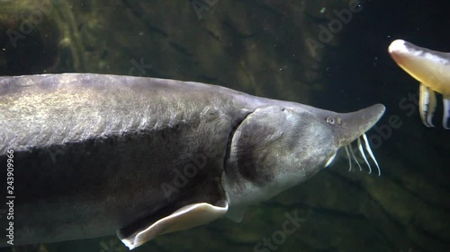 sturgeon in aquarium