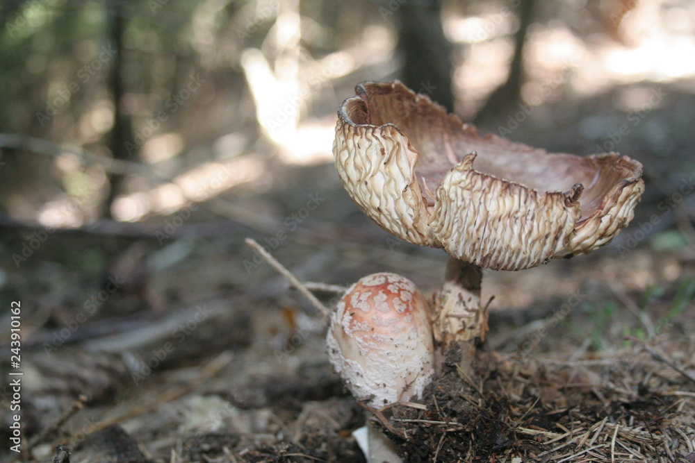 Obraz premium funghi2015