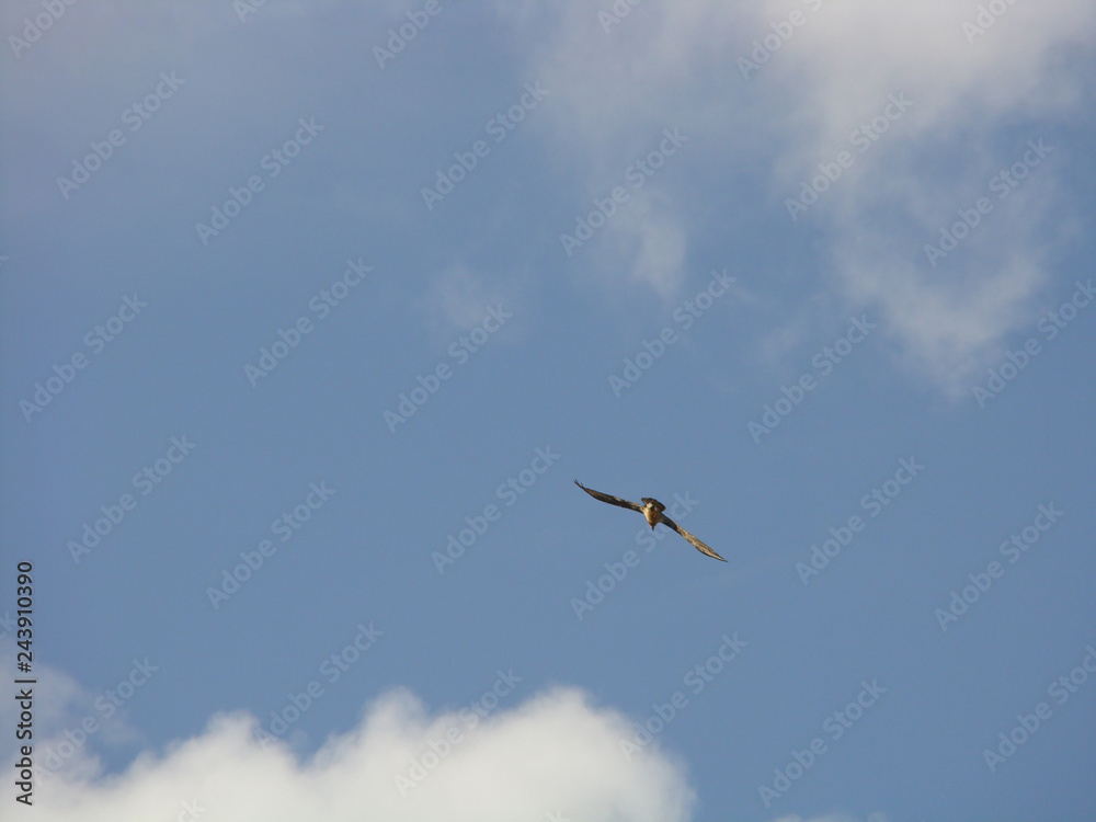 seagull in the sky seagull in the sky