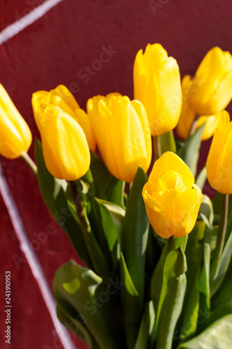 Bouquet of yellow tulips on pink background  spring  love. Valentine s Day  Woman s Day.