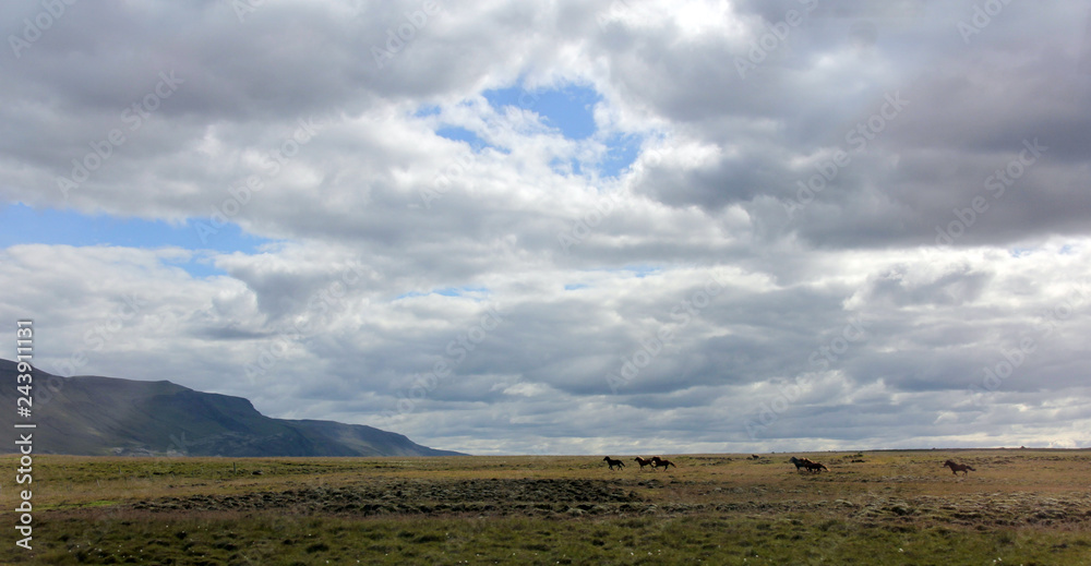 paysage et chevaux
