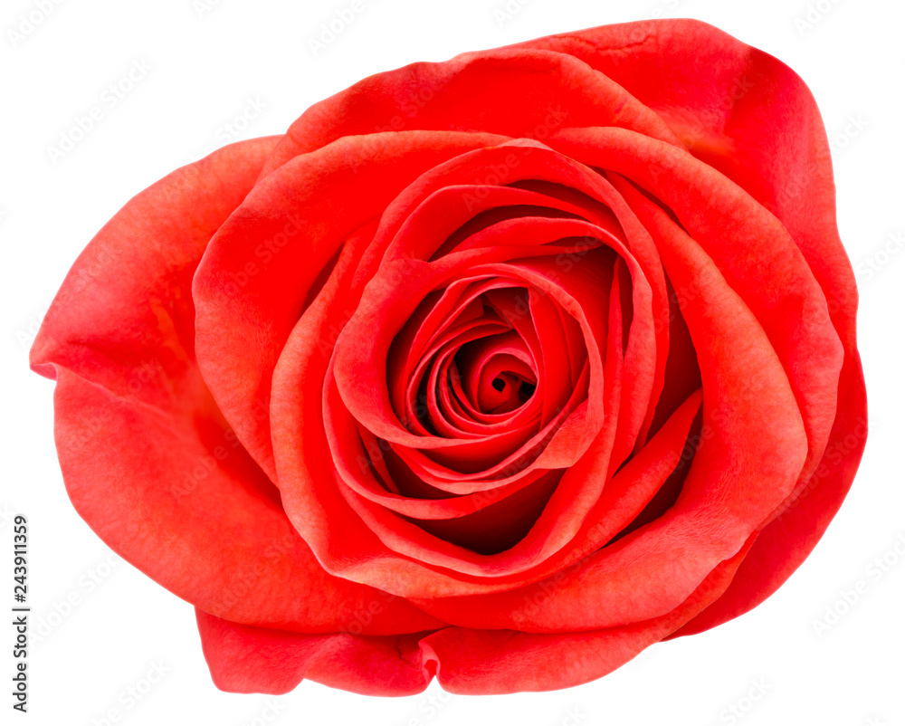 Isolated flower. Red rose flower isolated on white background with clipping path Isolated flower. Red rose flower isolated on white background with clipping path