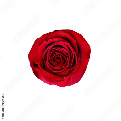 Fototapeta Naklejka Na Ścianę i Meble -  Red rose flower  isolated on white background. Detailed  Beautiful rose. Top view