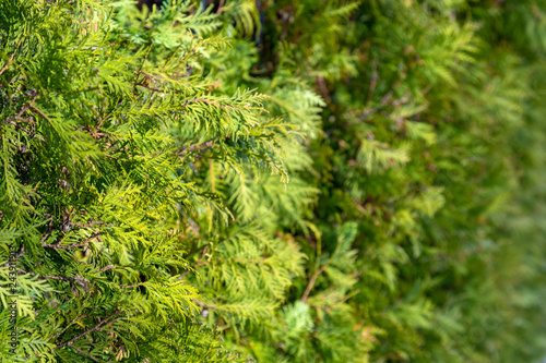 Green western red cedar in aa row background with copy space.