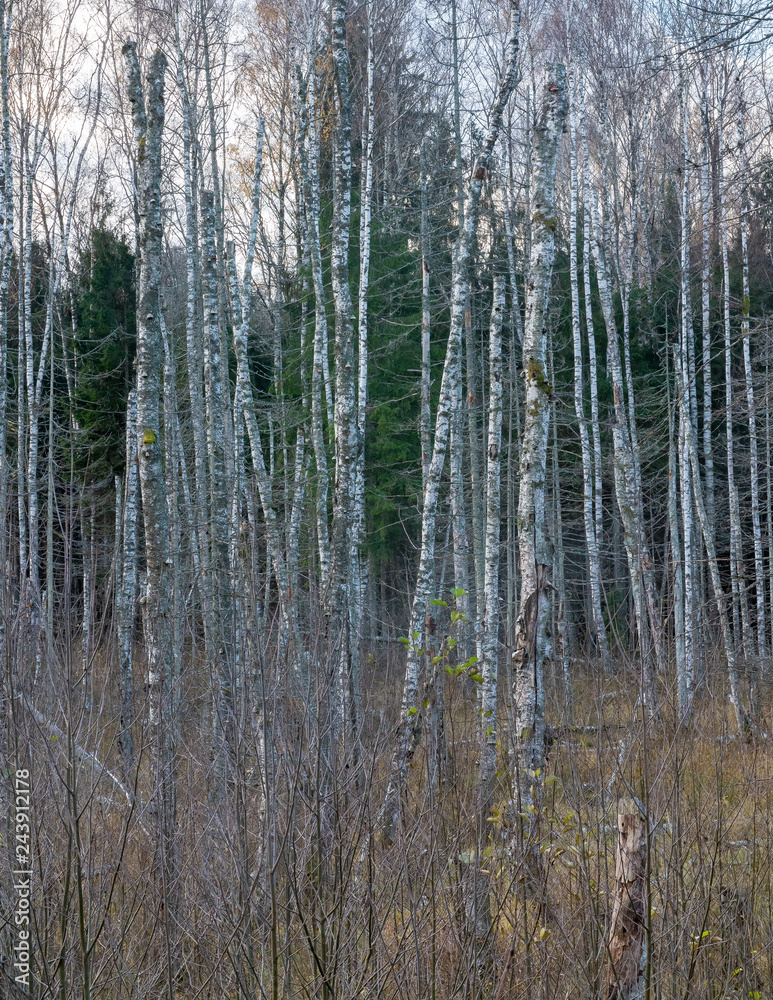 empty forest without leaves in autumn; a wet place where all the trees are dead and only trunks remain empty forest without leaves in autumn; a wet place where all the trees are dead and only trunks remain