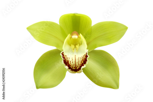 Green Cymbidium Orchid Flower Isolated on White Background photo