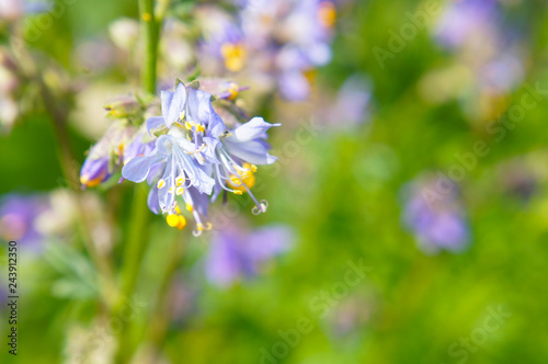 Polemonium caeruleum or jacob's-ladder or greek valerian blue flowers