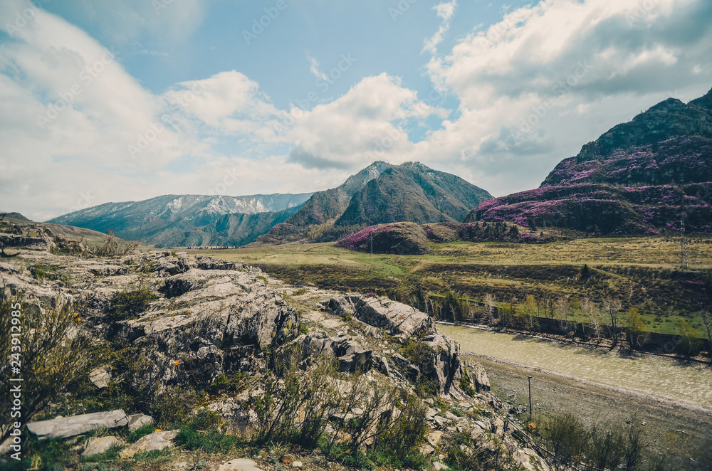 Mountain landscapes of the Chui tract, Altai. Valley Chuya. Spring bloom in the mountains Mountain landscapes of the Chui tract, Altai. Valley Chuya. Spring bloom in the mountains