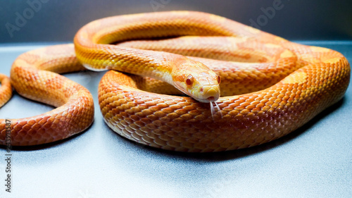 Orange Corn Snake tongue