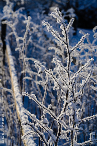 cold winter day and beautiful natural scenery, sunlit snow on raspberry stems  white and bluish in nature © Dainis