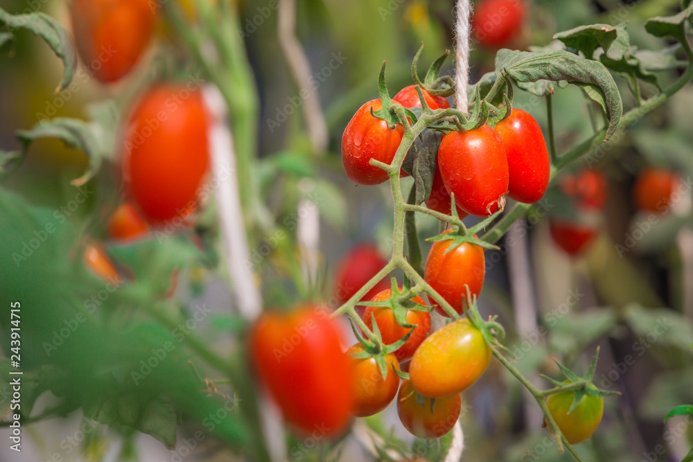 tomato growing on tree in agricultural organic farm
