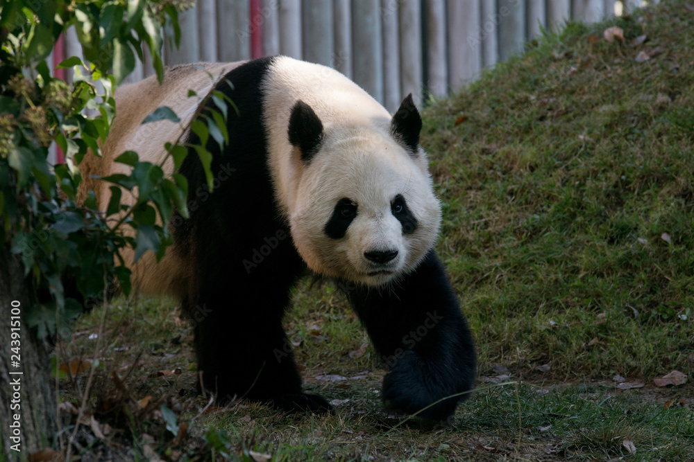 Fototapeta premium Panda Gigante Macho
