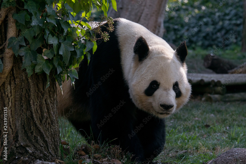 Fototapeta premium Panda Gigante Macho