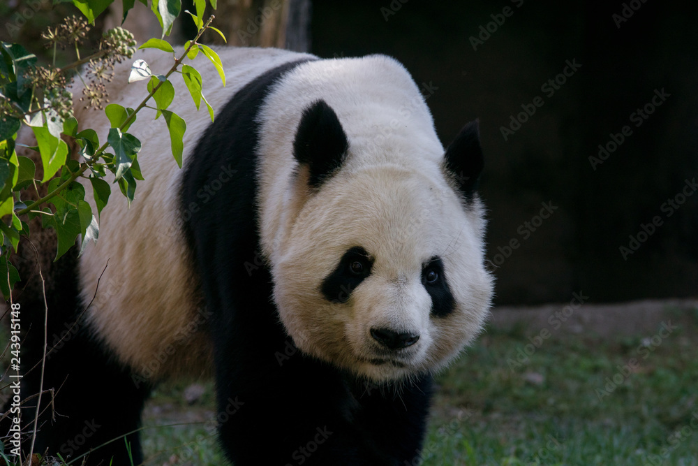 Obraz premium Panda Gigante Macho