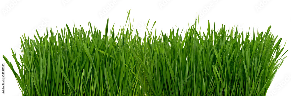 Wheat green grass isolated on white background Wheat green grass isolated on white background