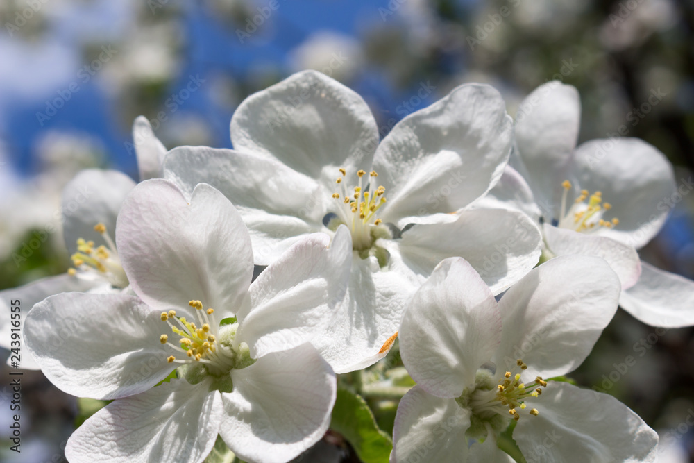 Apple tree blossoms and blue sky in background. Apple tree blossoms and blue sky in background.