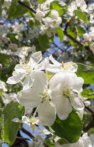 Close up apple blossom white flowers and blue sky spring background