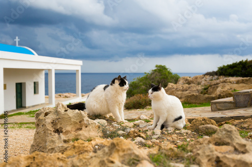 Cat on Cape Greco photo
