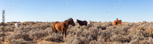 Canvas Print Beautiful group of Wild Horses in the desert of New Mexico, United States of America