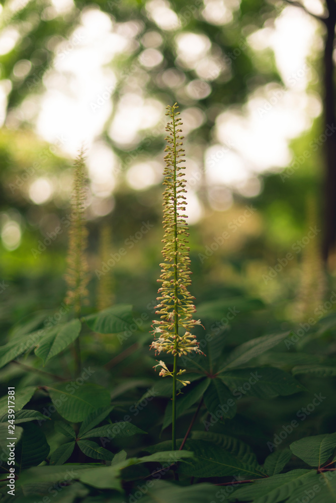 bottlebrush buckeye flowers blooming in the woods