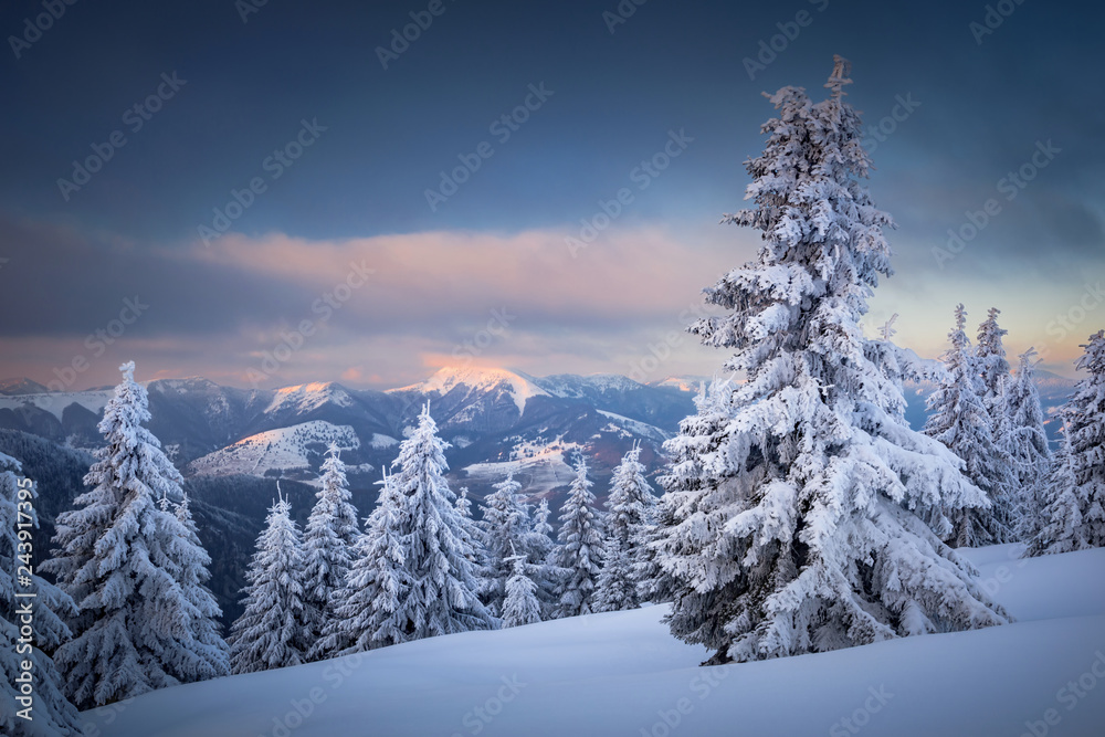 Winter sunset in Slovakia. Velka Fatra mountains under snow. Frozen snowy trees and dark sky panorama.