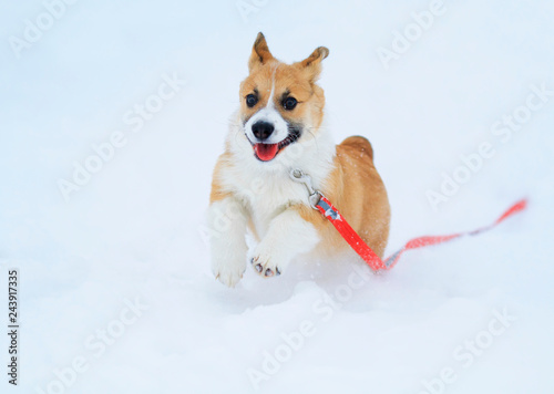 Portrait of a funny little red-haired puppy Corgi walks in deep white snowdrifts in winter and deftly runs © nataba