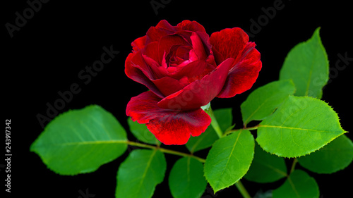 Fototapeta Naklejka Na Ścianę i Meble -  Single beautiful red rose with green leaves on a black background - close up studio photo.