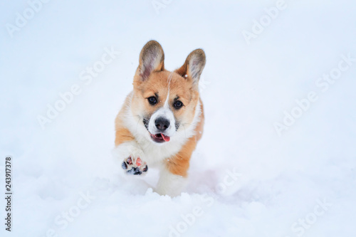 Portrait of a small funny red-haired puppy Corgi walking in deep white snowdrifts in the winter high raising little paws and sticking out his tongue