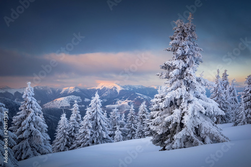 Winter sunset in Slovakia. Velka Fatra mountains under snow. Frozen snowy trees and dark sky panorama. © matkovci